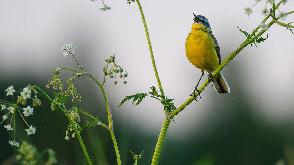 male yellow wagtail sits on stem of cow parsley