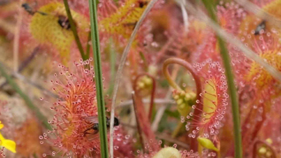 Sundew