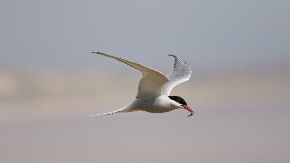 Arctic Tern