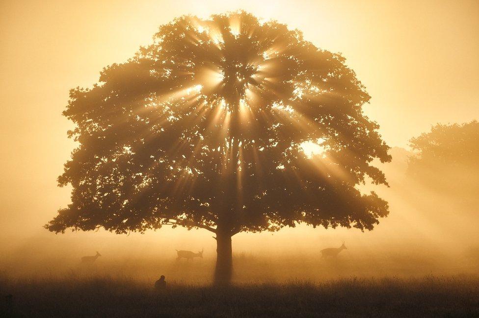 Silhouette of a tree with sunbeams seen through it