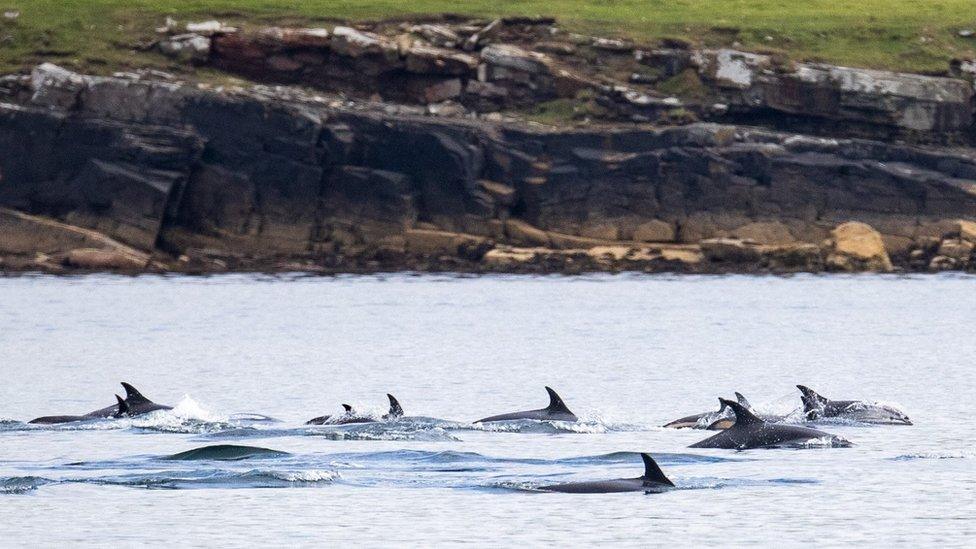 Atlantic white-sided dolphins in Shetland