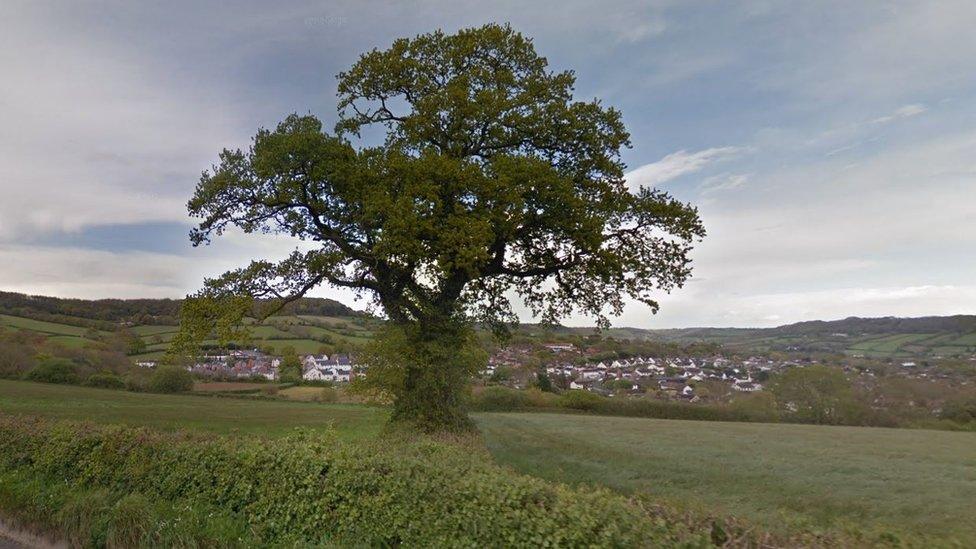 Tree and field near Sidmouth.