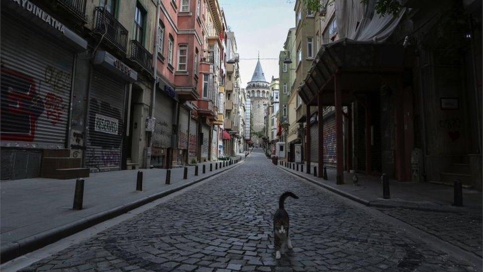 A cat walks in a empty street in Istanbul