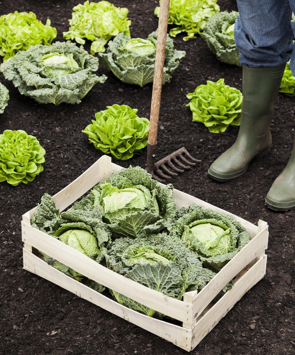 Farmer stands over box of cabbages in a field