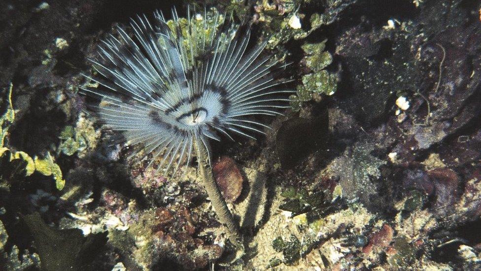 Peacock worm