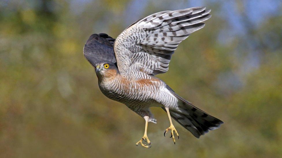 Sparrowhawk