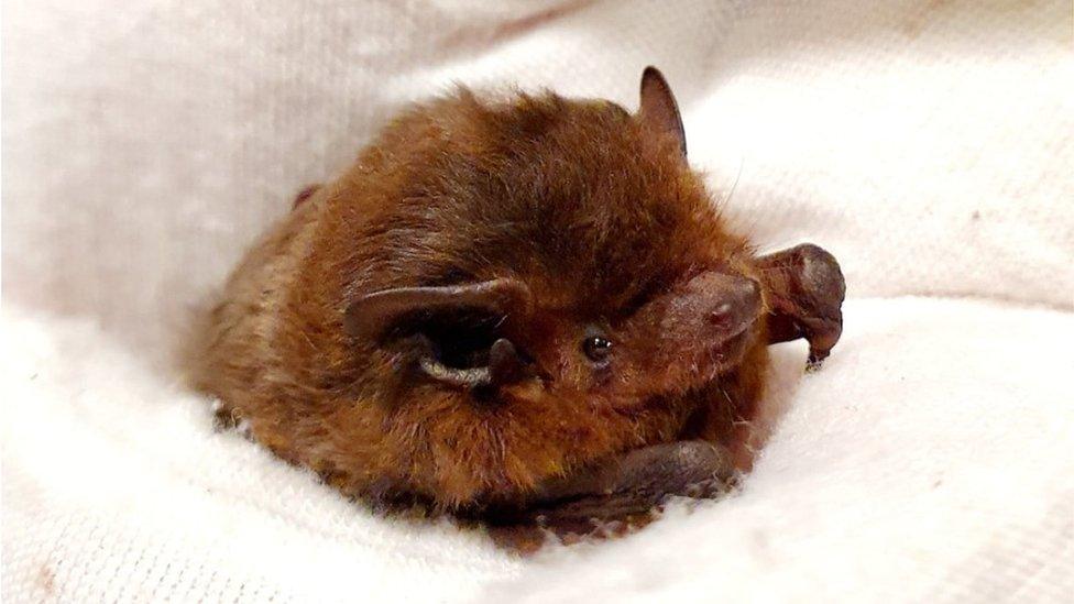 Nathusias bat