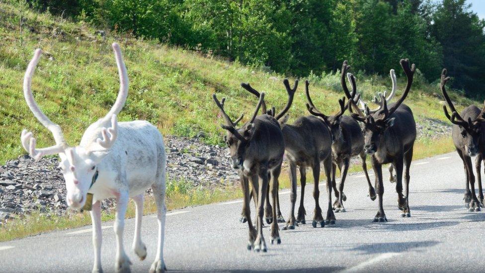 White reindeer in Sweden