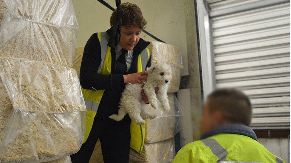 puppy being lifted out by RSPCA inspectors