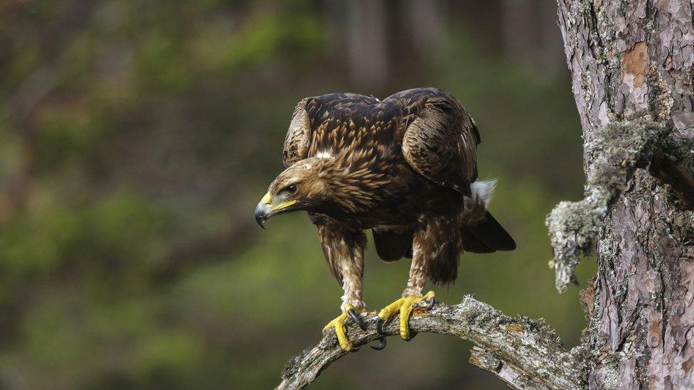 Golden eagle