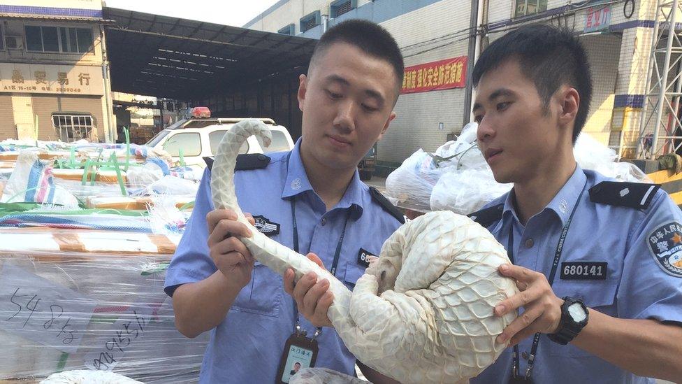 Officers sort smuggled skinless pangolin bodies seized by customs in Jiangmen, Guangdong Province of China