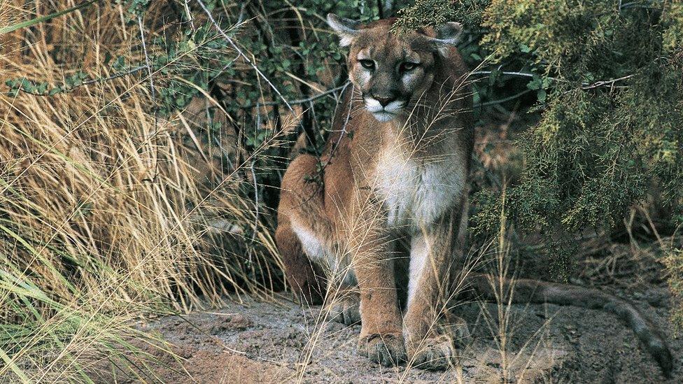 Cougar sits on rock in woods