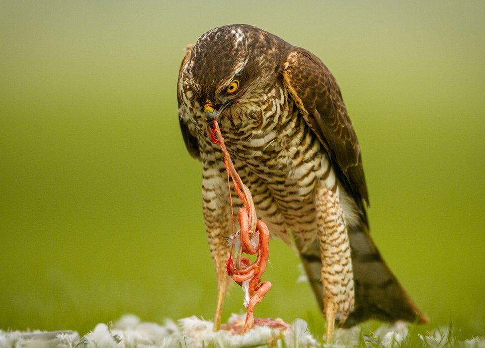 Sparrow hawk