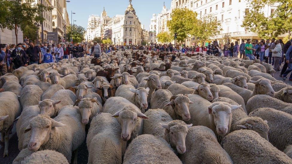 Sheep passing through the streets of central Madrid