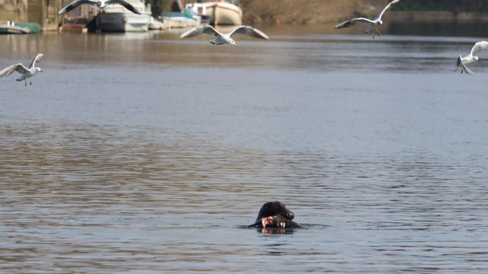 Seal eating fish in River Thames