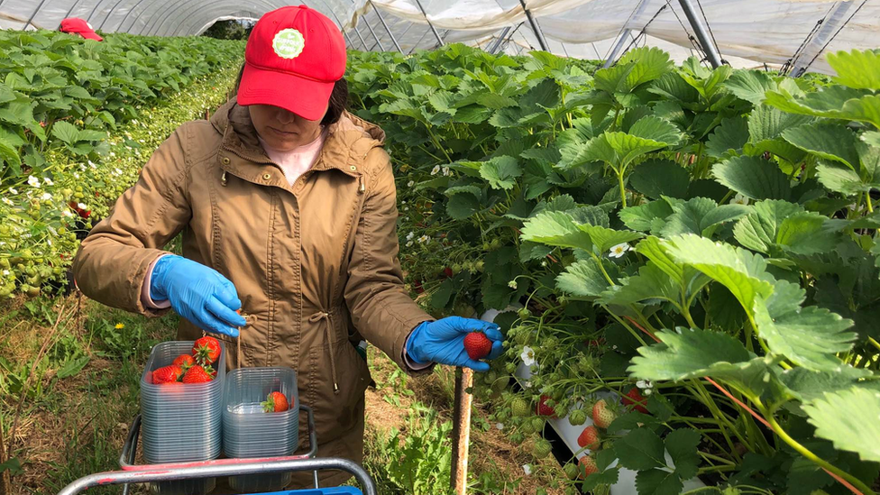 Worker picking strawberries