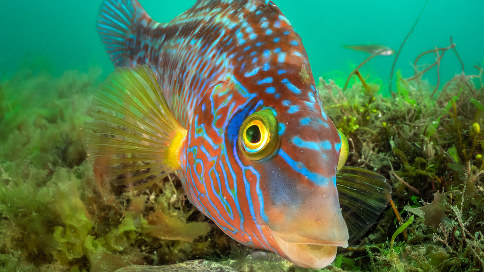 corkwing wrasse fish looking at the camera