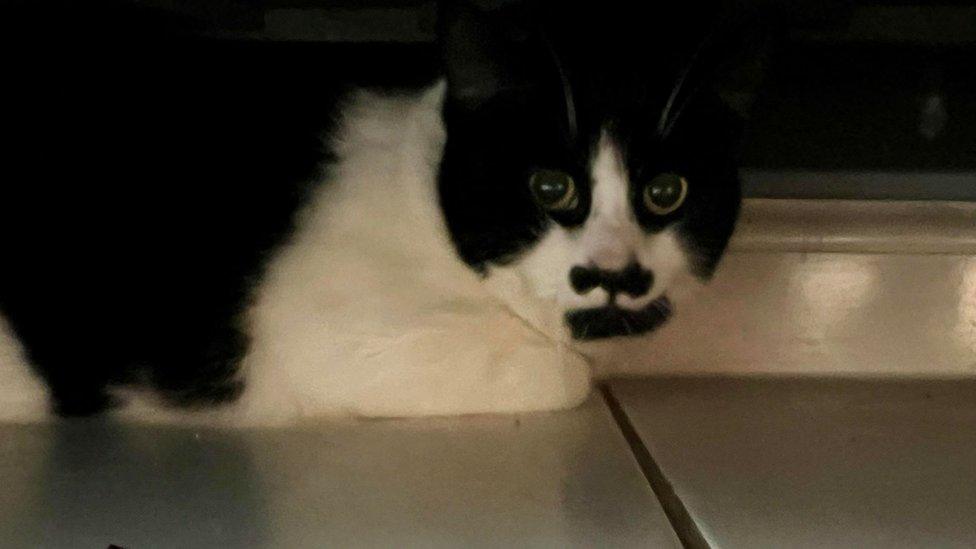 A black and white cat hiding under a cupboard on a tiled floor