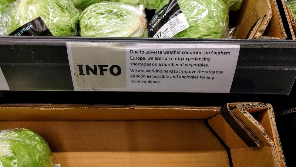 Lettuce display in Sainsbury's supermarket