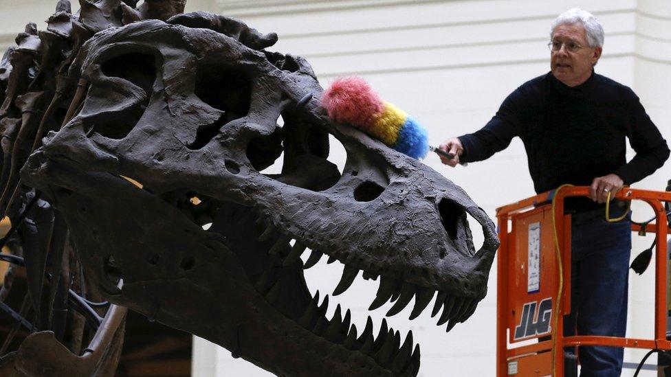 T. rex on display in Chicago