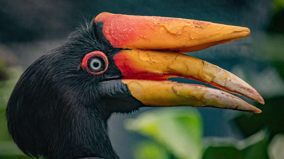 Rhinoceros hornbill