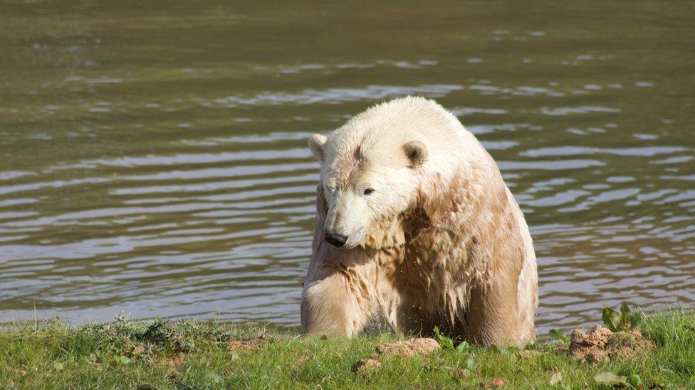 Ewa the polar bear in a lake