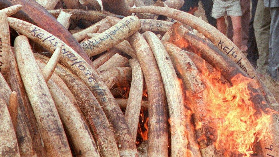 Tusks being burnt in Kenya in 1989