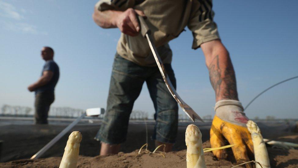 Migrant workers on a farm