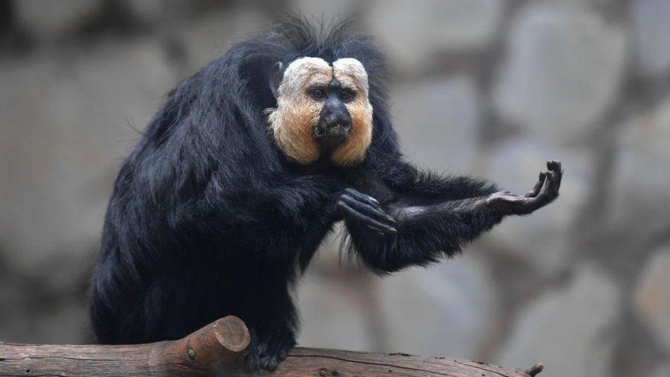 Saki monkeys