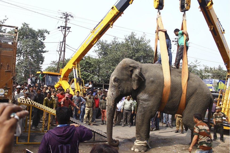 Elephant is loaded onto a truck after it was tranquilized in Siliguri, India