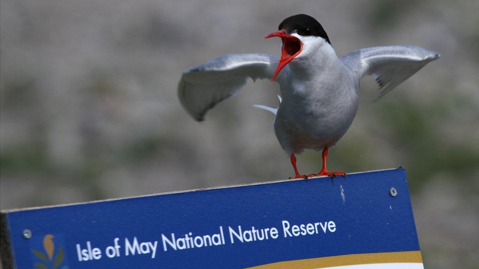 Tern at Isle of May