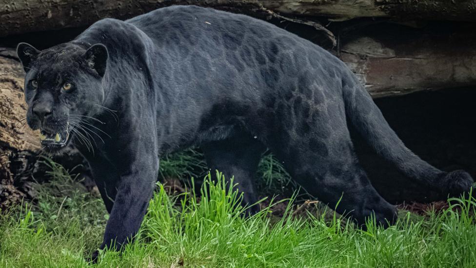 Inka, a black jaguar