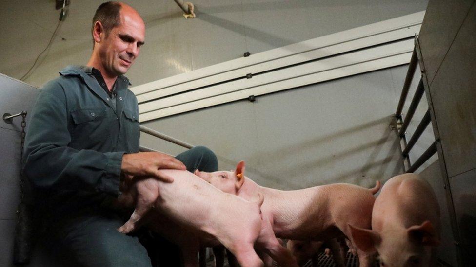 photograph shows farmer piet with his pigs