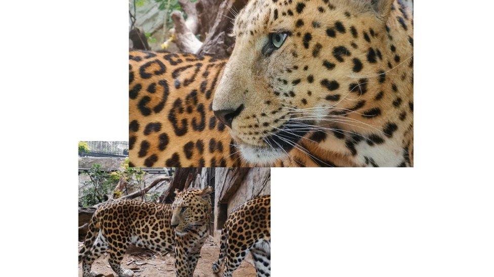 Images of a leopard taken with P20 Pro phone