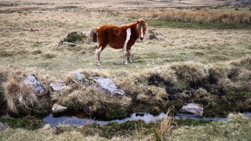 A small pony with a orange-red coloured coat stands above peatlands in Dartmoor.