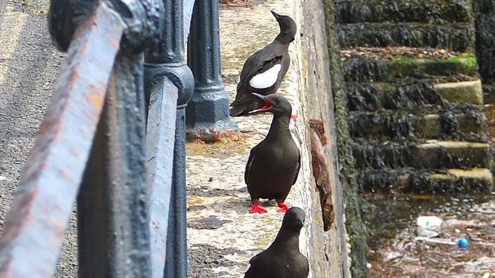 Three guillemots, which are black and white sea birds with red feet, black walking along a harbourside next to some black iron railings.