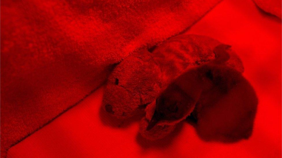 A two day old endangered African penguin chick huddles next to a teddy bear under a warming light after being fed at the Southern African Foundation for the Conservation of Coastal Birds (SANCCOB) in Cape Town, South Africa, 09 March 2016.