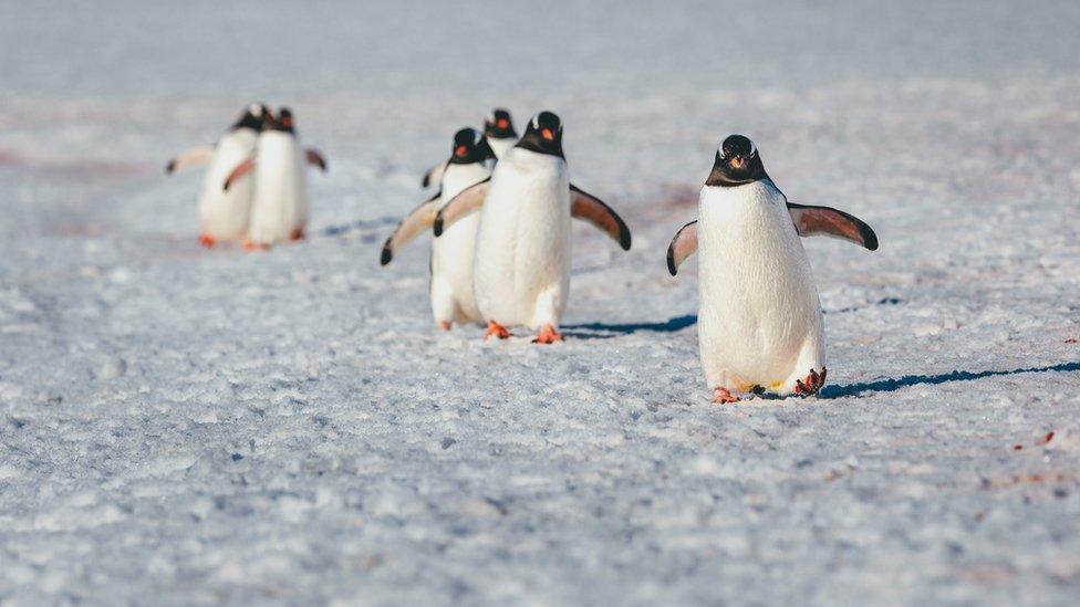 Penguins on ice