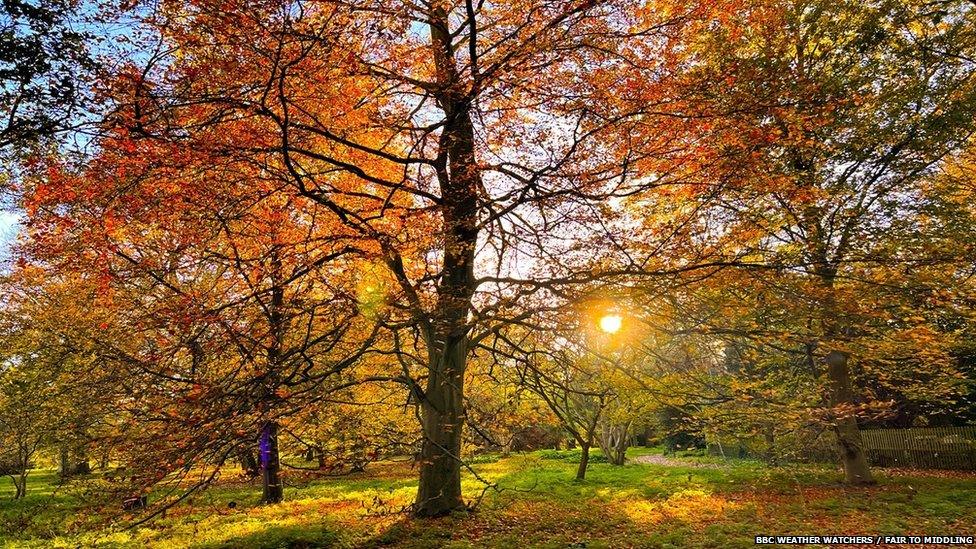 Sun through autumnal trees