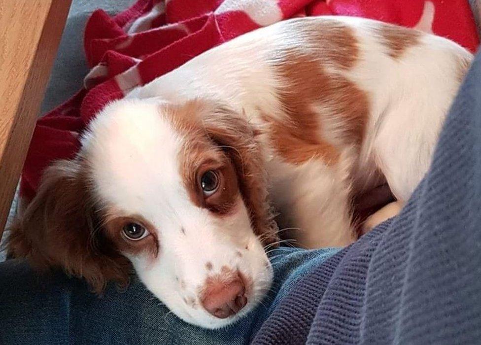 Fudge - a four-month-old male cocker spaniel