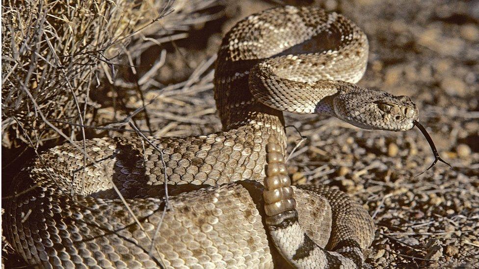 rattlesnake in the wild