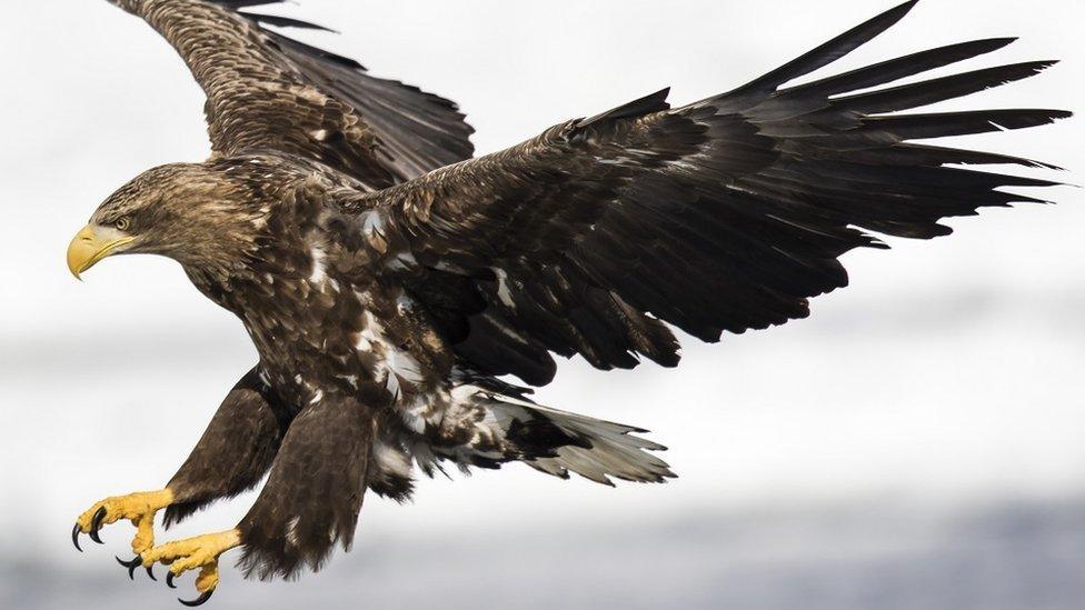 A white-tailed eagle