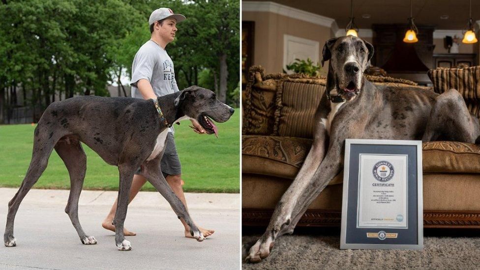 Zeus-tallest-dog.