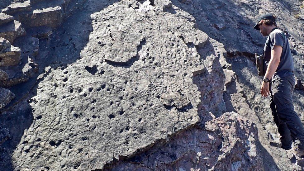 little stumps found at the site of oldest fossil forest