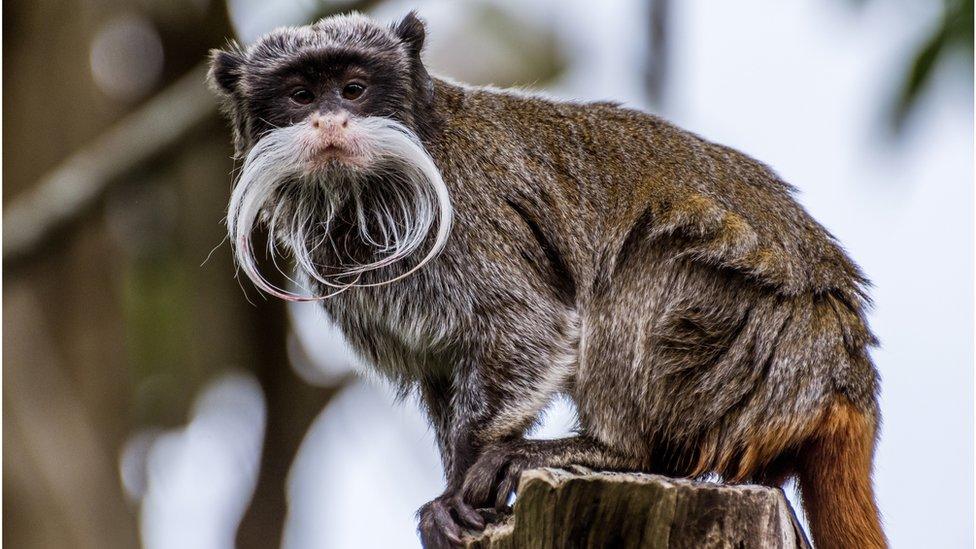 An emperor tamarin monkey