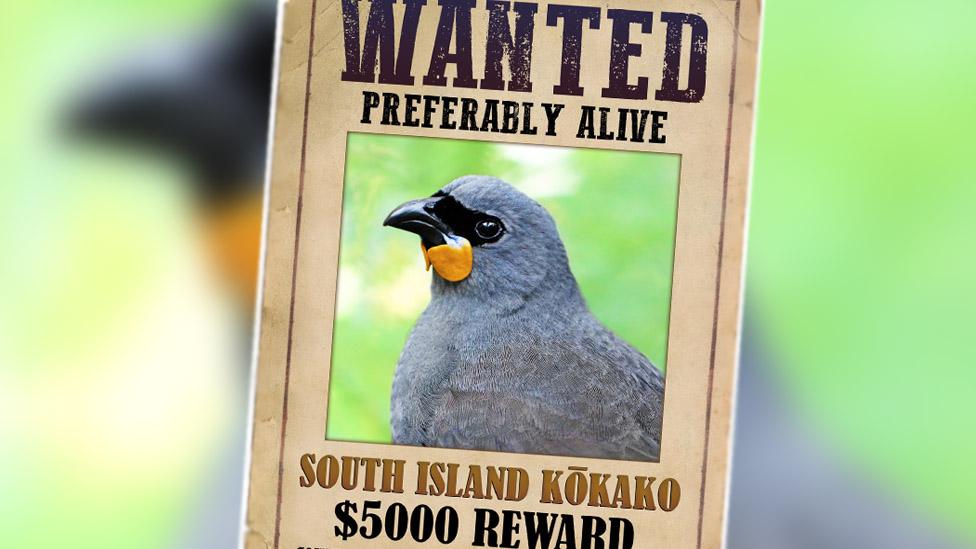 A poster advertising the reward which reads: Wanted, preferably alive, South Island Kokako, $5000 reward