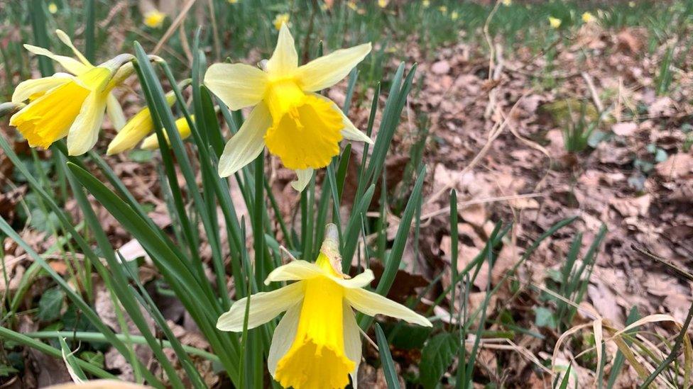 A bunch of daffodils growing in a field