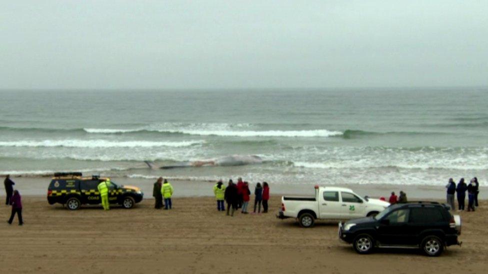 Crowd on beach looking at the whale