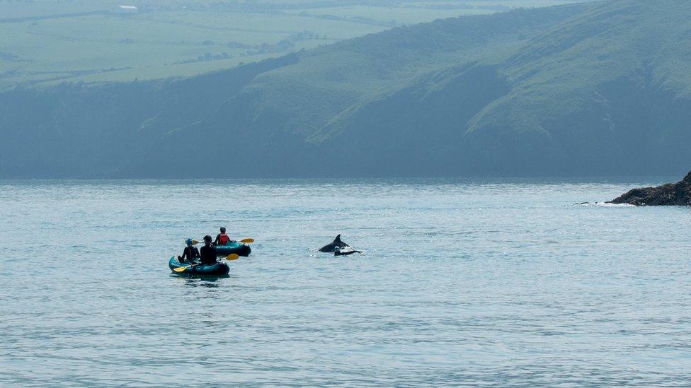 Photograph taken of the incident: Two kayaks near dolphins