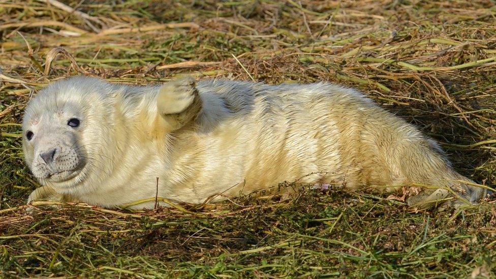 Seal pup